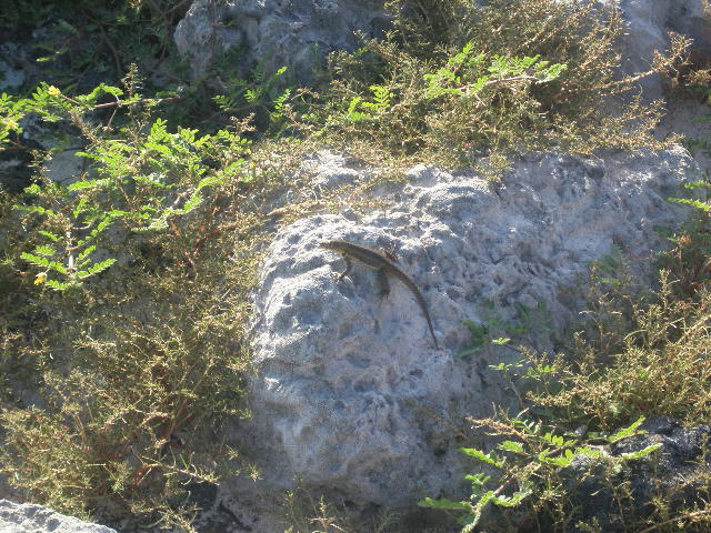 cht_lizard2.JPG