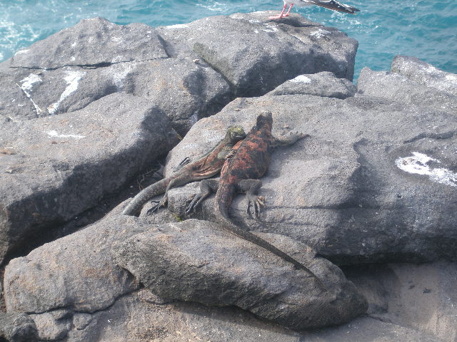 esp_iguana_pair.JPG