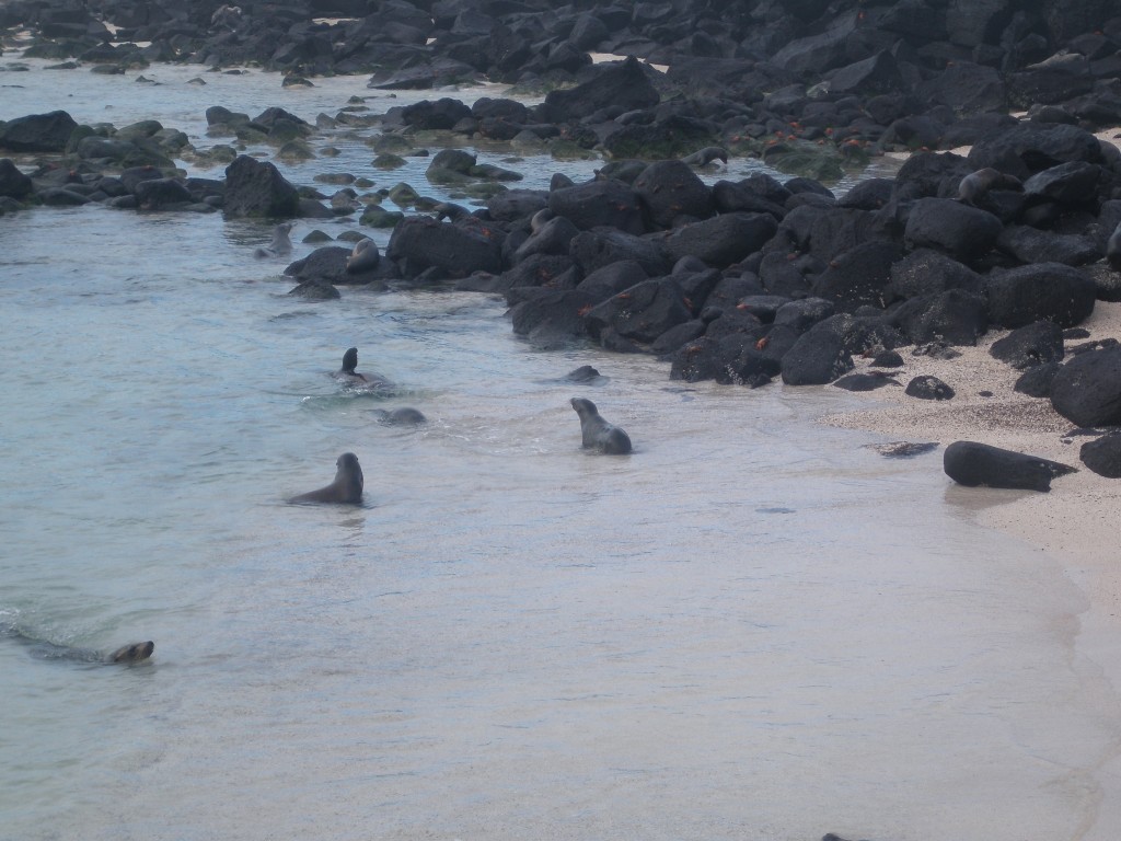 esp_lions_beach.jpg