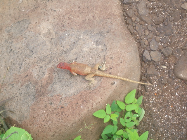 esp_lizard2.JPG