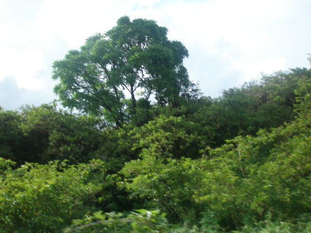 scr_tree.JPG