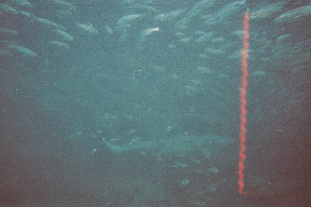 uw_shark_dist.jpg