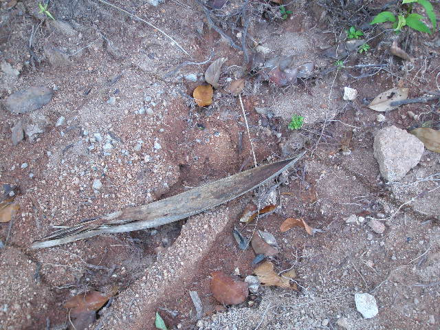 ants joining up.JPG