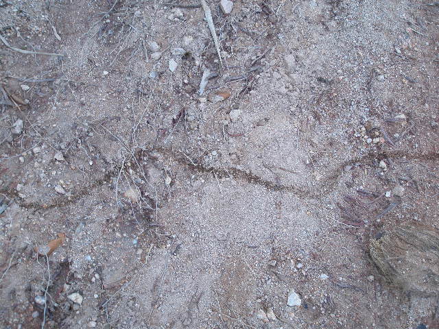 ants1.JPG