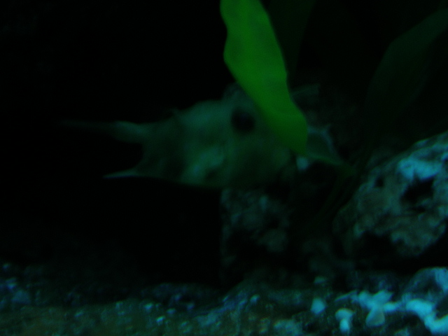 bangkok aquarium1.jpg