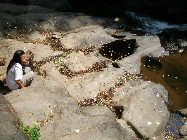 butterfly swarm.JPG