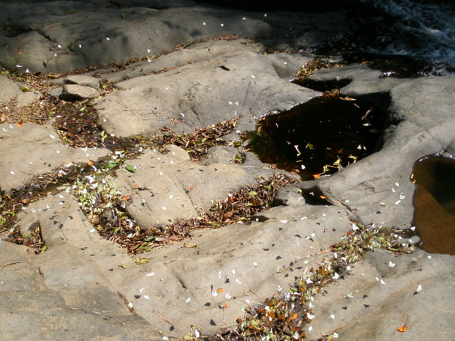butterfly swarm2.JPG