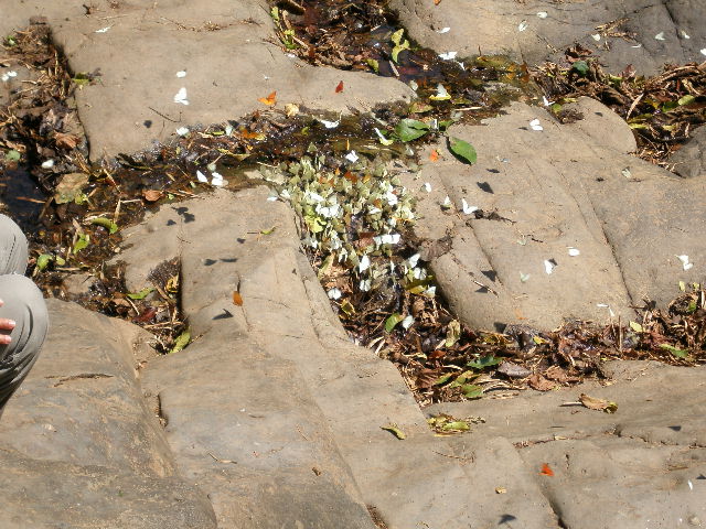 butterfly swarm3.JPG