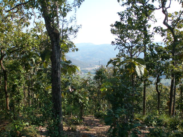 cm landscpae.jpg