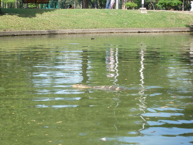 croc1.JPG
