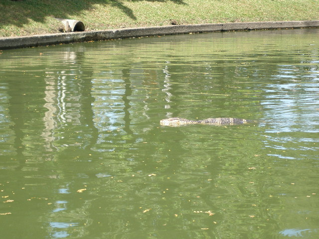 croc2.JPG