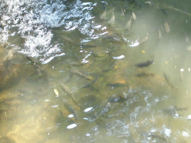 fishies.JPG