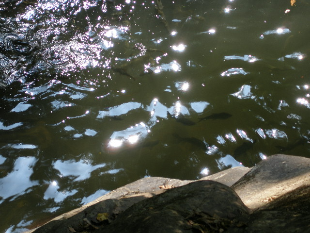 fishies2.JPG