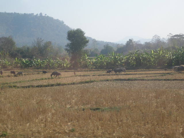 from train2.JPG