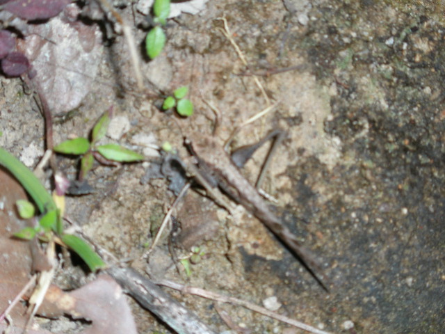 grasshopper.jpg