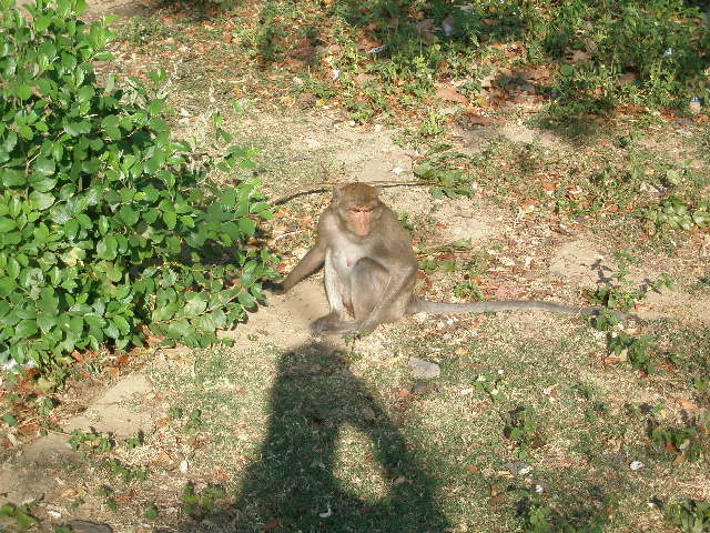 monkey alone.JPG