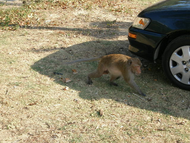 monkey car.JPG