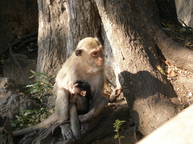monkey family.JPG