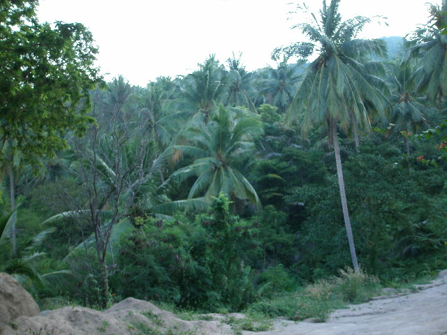 palm trees.JPG