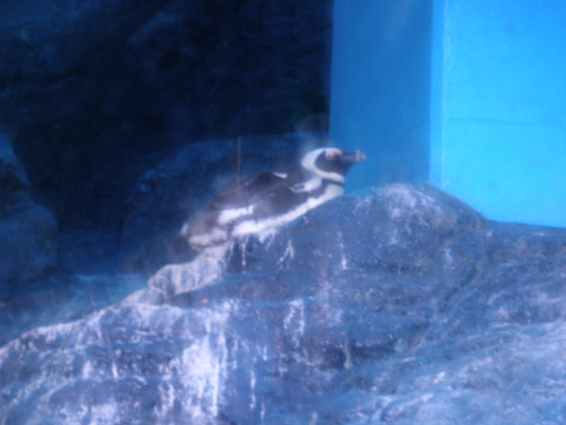 penguin1.JPG