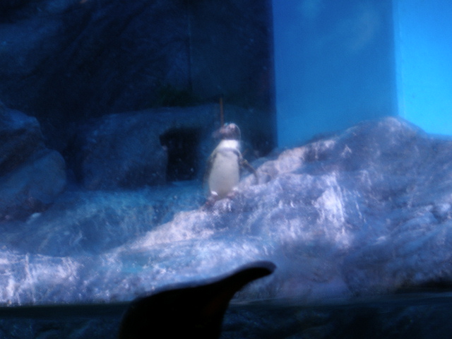 penguin2.JPG
