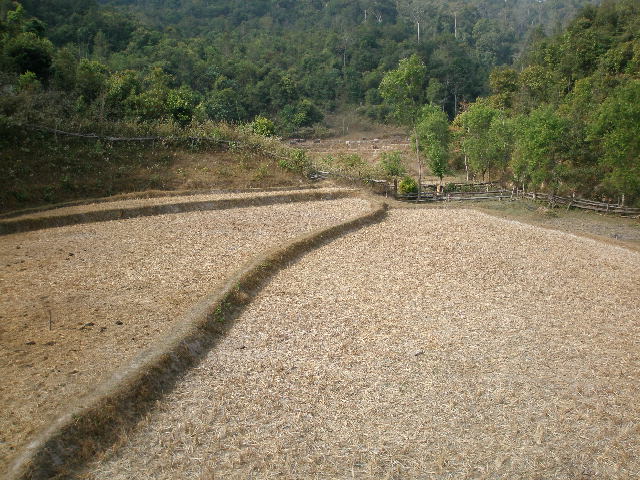 rice paddies.jpg