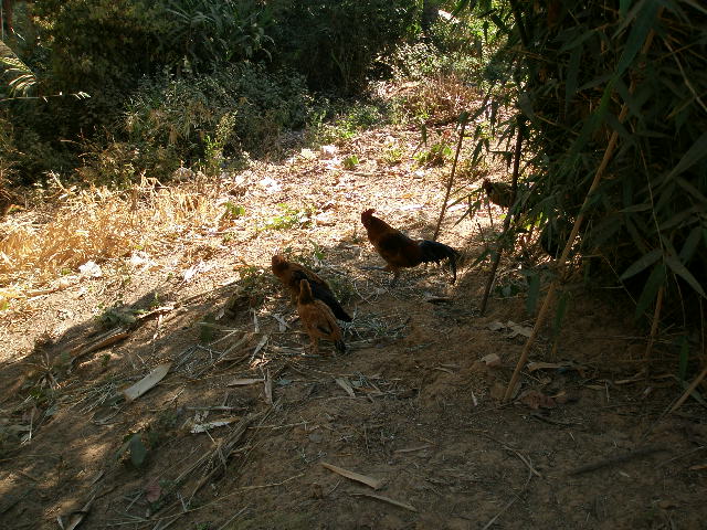 roosters.JPG