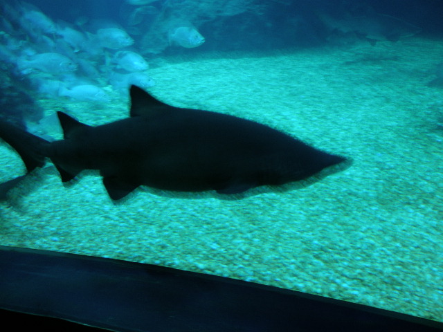 shark.JPG