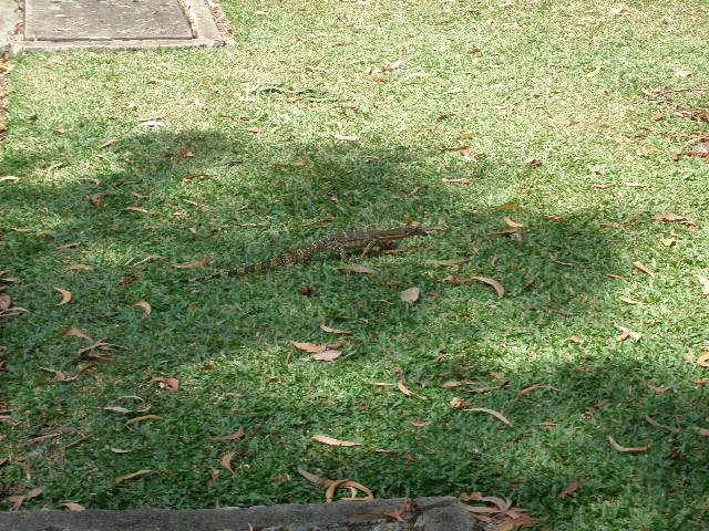 small lizard.JPG