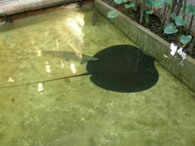 sting ray at jim thompson's house.JPG