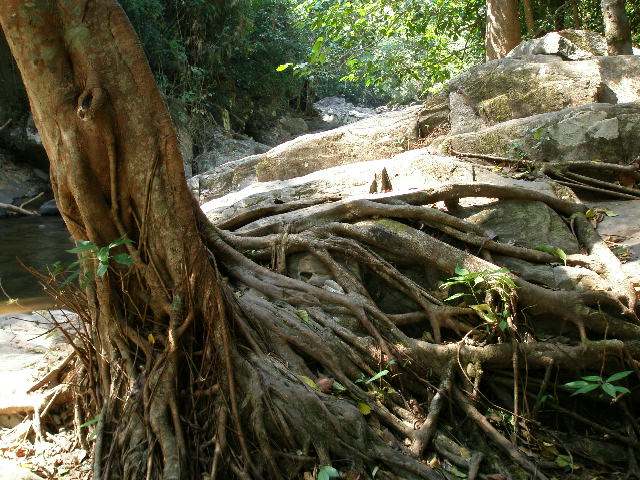 tree roots.JPG