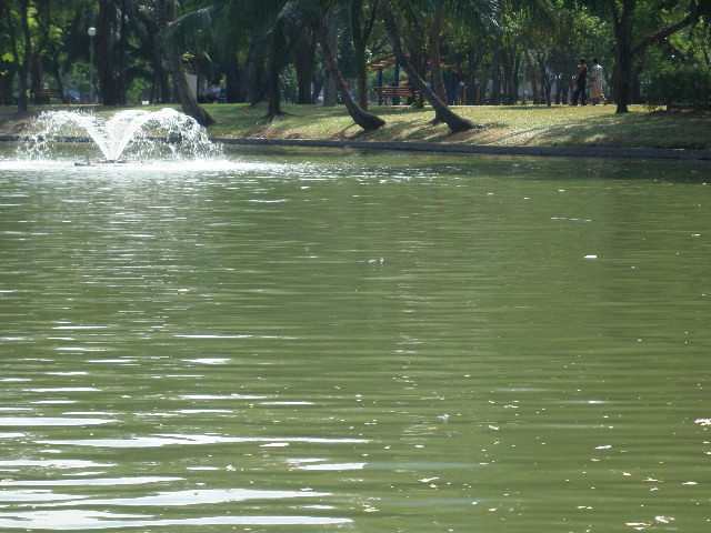 turtle in here somewhere.JPG
