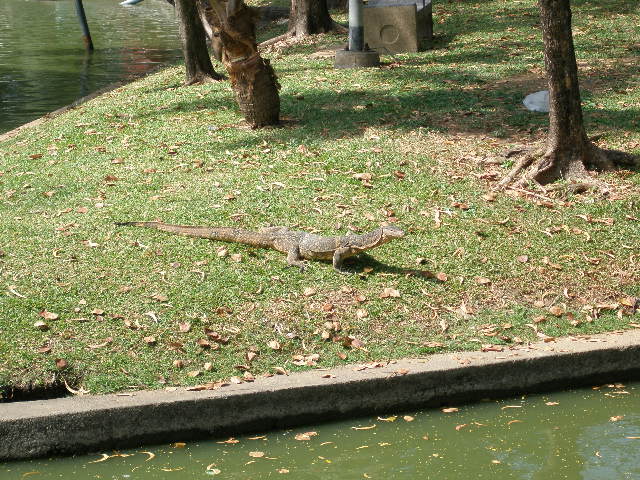 water monitor lizard.JPG