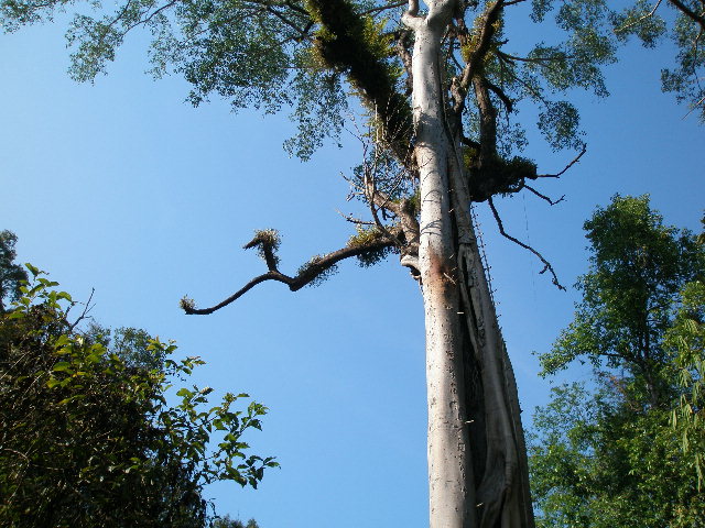 weridtree.jpg
