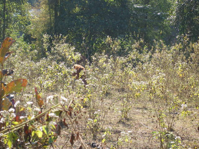 wildflowers.jpg