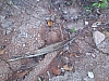 ants joining up.JPG