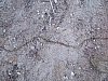ants1.JPG