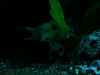 bangkok aquarium1.jpg