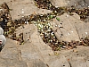 butterfly swarm3.JPG
