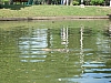 croc1.JPG