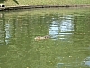 croc3.JPG