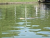 croc4.JPG
