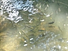 fishies.JPG