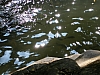 fishies2.JPG