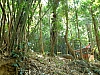 jungle.JPG