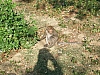 monkey alone.JPG