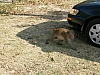 monkey car.JPG