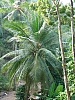 palm tree.jpg
