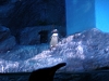 penguin2.JPG