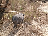 rear end.jpg